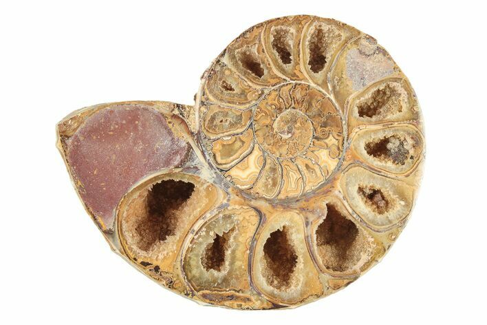 Jurassic Cut & Polished Ammonite Fossil (Half) - Madagascar #239411